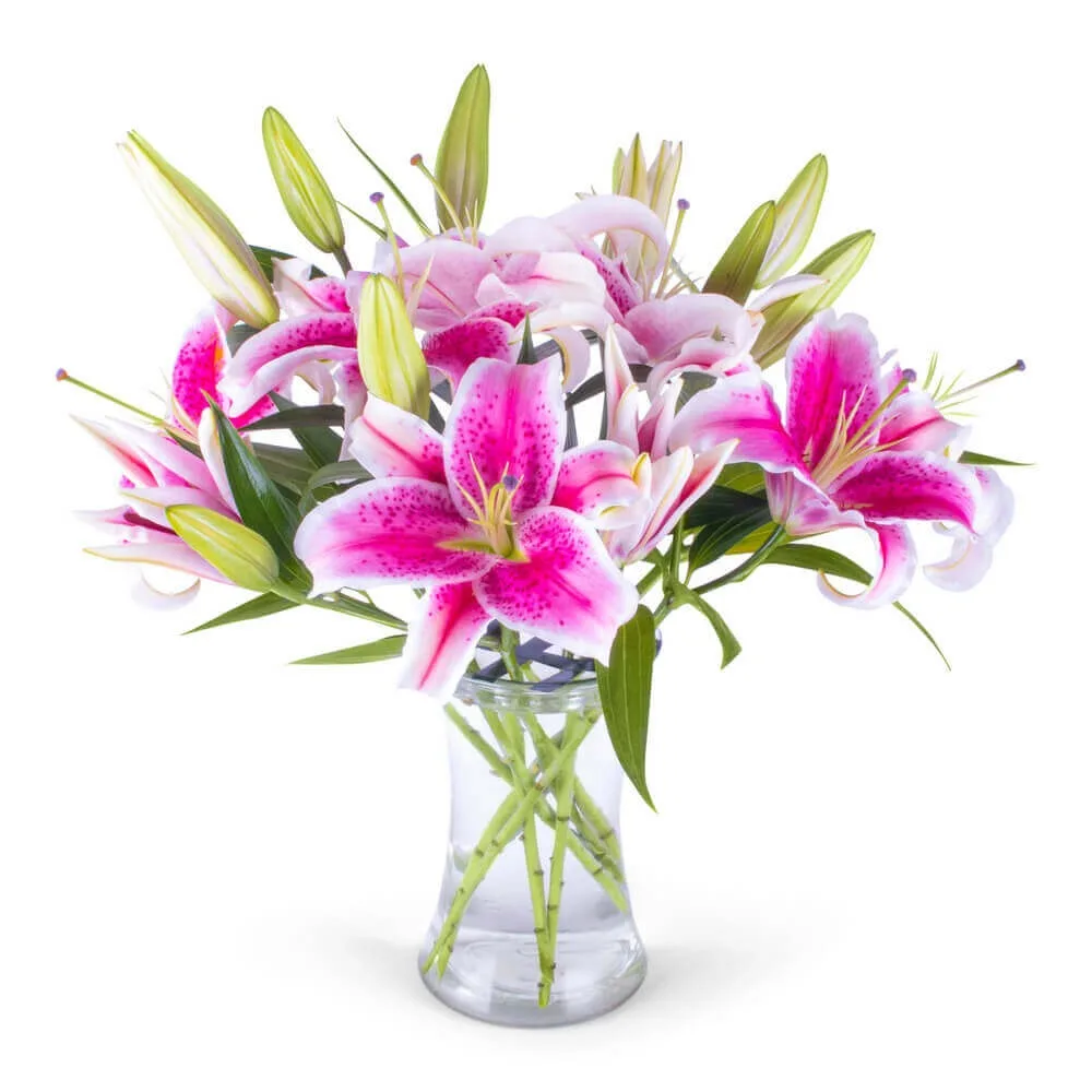 ophelia pink lily