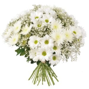 White chrysanthemums and gypso