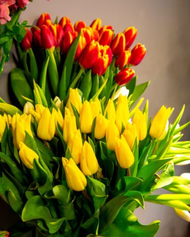 tulip bouquet or field of tulips in Lagos