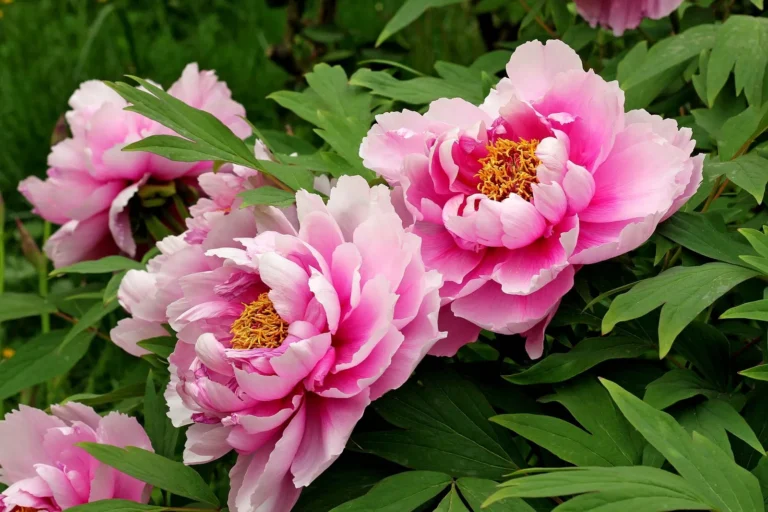 garden peonies