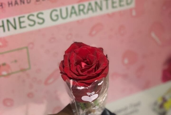 A stem of rose
