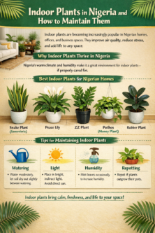 Indoor Plants in Nigeria: Best Types and Easy Maintenance Tips