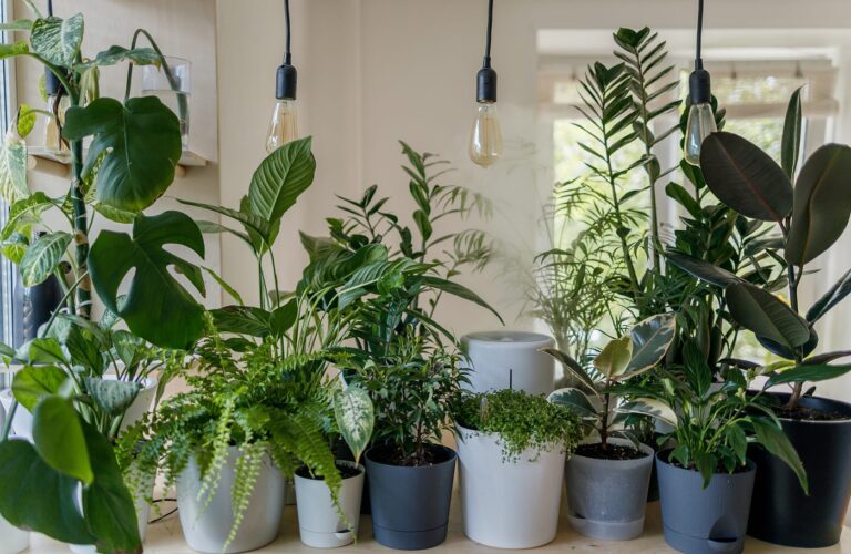 indoor plants in Nigeria