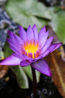 Purple: Success, royalty, and pride. Lily Flower Meaning and Symbolism