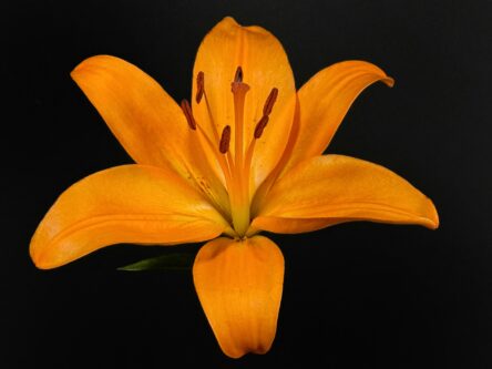 Orange: Confidence, energy, and celebration. Lily Flower Meaning and Symbolism