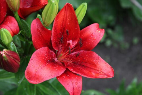 The "Red Passion" Lily Bouquet in Lagos Lily Flower Meaning and Symbolism