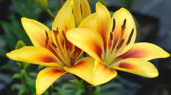The yellow lily symbolizes joy, sunshine, and true friendship